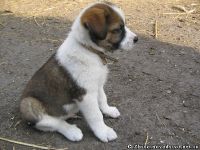 dog-puppy-sobaka-schenok-9458