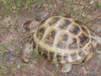tortoise-turtle-cherepaha-cherepashka-9566