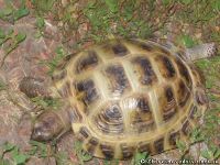 tortoise-turtle-cherepaha-cherepashka-9568