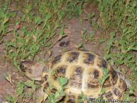 tortoise-turtle-cherepaha-cherepashka-9570
