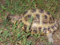 tortoise-turtle-cherepaha-cherepashka-9571