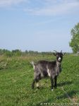 goat-goat-kozel-koza-0952