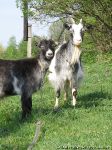goat-goat-kozel-koza-0954