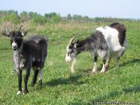 goat-goat-kozel-koza-0957