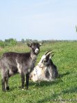 goat-goat-kozel-koza-0958