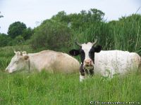 cow-bull-korova-byk-8626