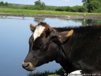 cow-bull-korova-byk-9142