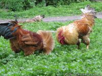 chicken-cock-kurica-petuh-8381