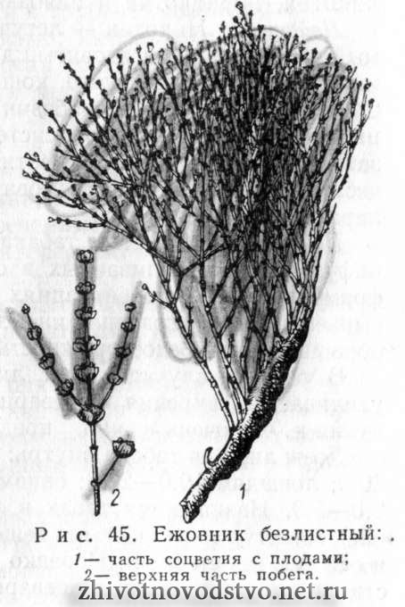 Анабазис, ит-сигек, ежовник безлистный - Anabasis aphylla L.
