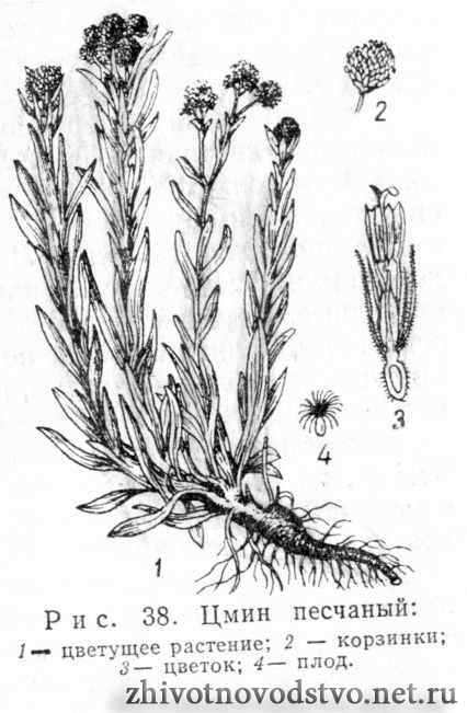Цмин песчаный, бессмертник-Helichrysum arenarium (L.) Moench.
