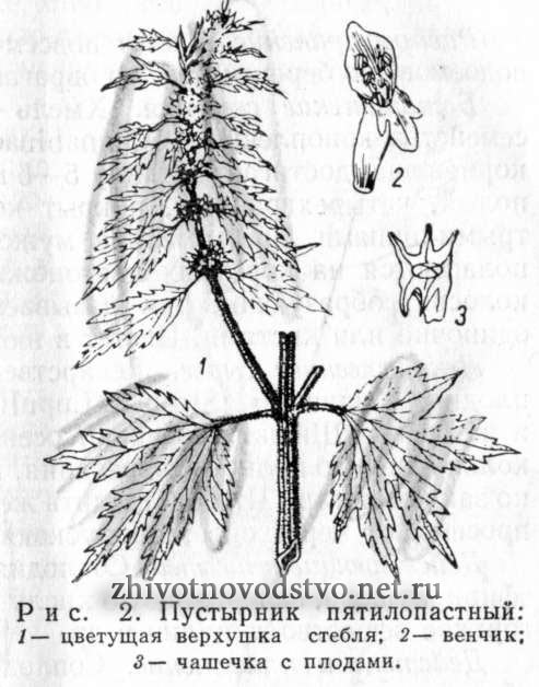 Пустырник пятилопастный — Leonurus quinquelobatus Gilib
