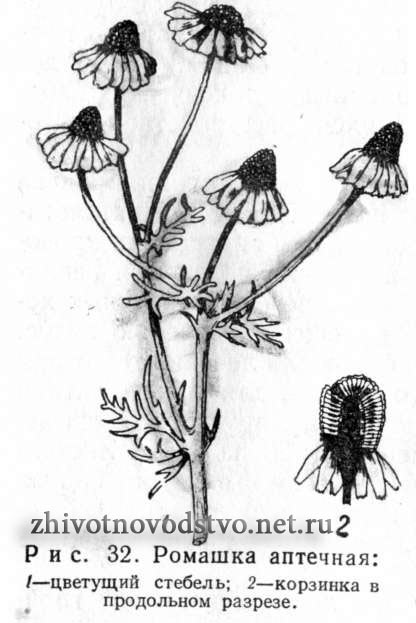 Ромашка аптечная - Matricaria chamomilla L.