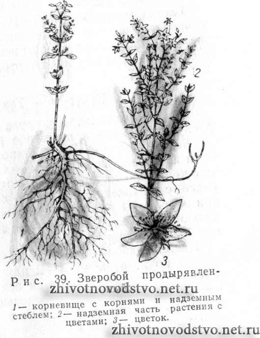 Зверобой продырявленный (пронзенный, обыкновенный) - Hypericum perforatum L.
