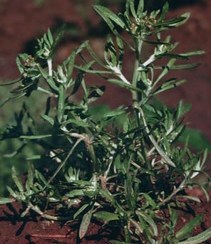 Сушеница топяная (болотная) - Qnaphalium uliginosum L.