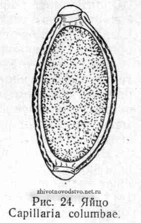Capillaria columbae  яйцо