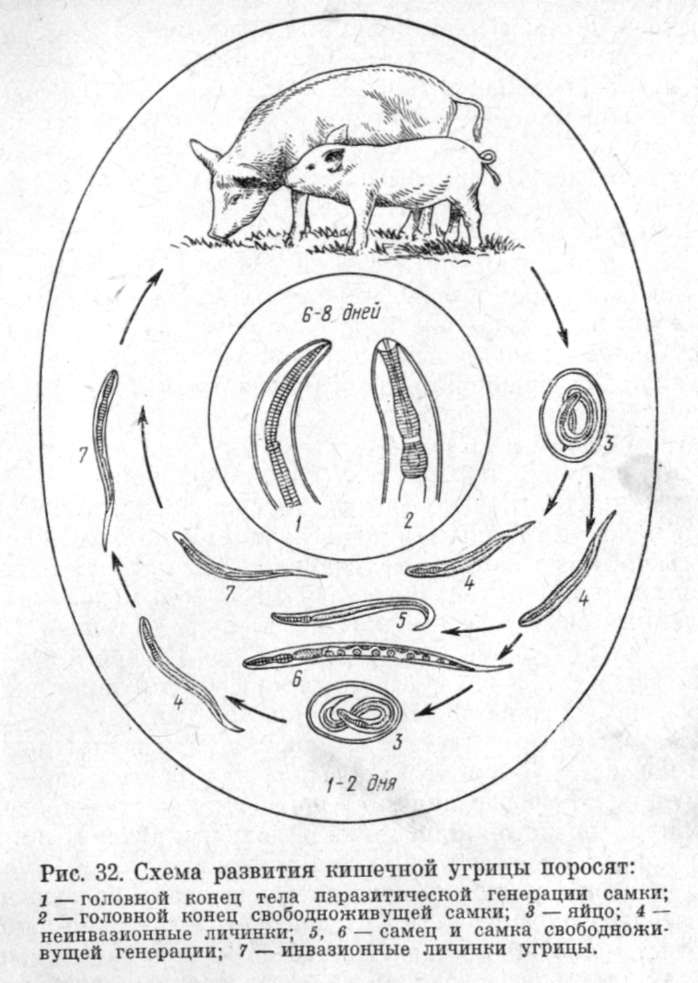 Жизненный цикл угрицы. Жизненный цикл возбудителя стронгилоидоза. Аскаридоз свиней биология развития. Аскаридоз свиней поросята.