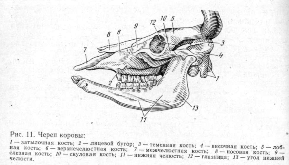 Если у животного имеется череп. Строение черепа крупного рогатого скота. Строение черепа КРС анатомия. Кости черепа коровы анатомия. Кости лицевого отдела черепа КРС.