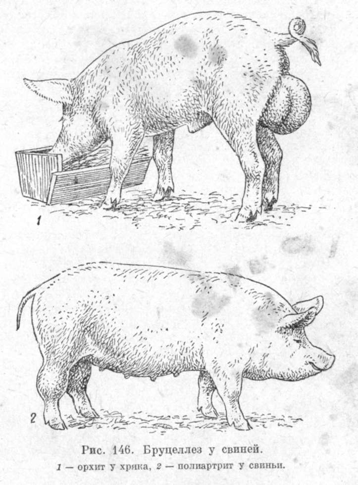 бруцеллез у свиней