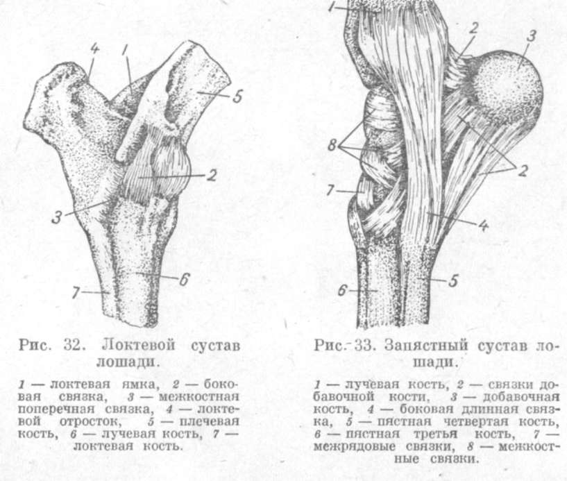 Изображение - Суставы задних конечностей sustav